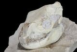 Juvenile Oreodont (Merycoidodon) Skull - South Dakota #113286-3